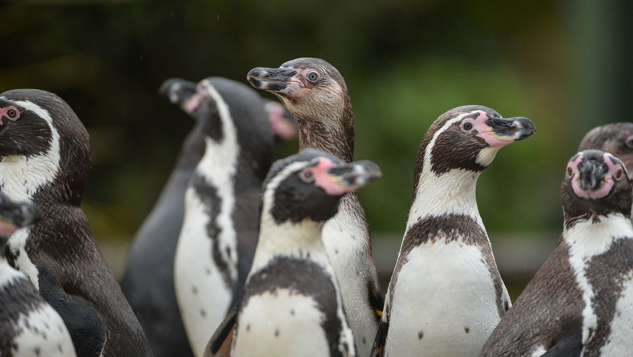 Zoo und so - Tierisch wild! - Der Affenaufstand - Sat.1 Gold