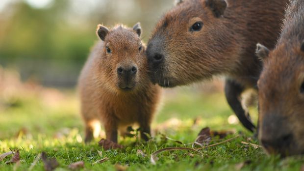 Zoo und so - Tierisch wild! - Auf der Capybara-Wiese - Sat.1 Gold